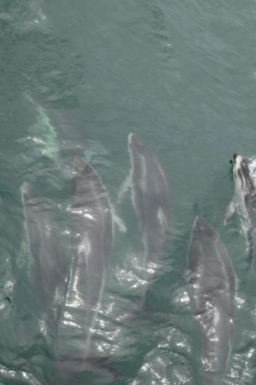 Dauphins dans le golfe de Califonie au large de Monterey